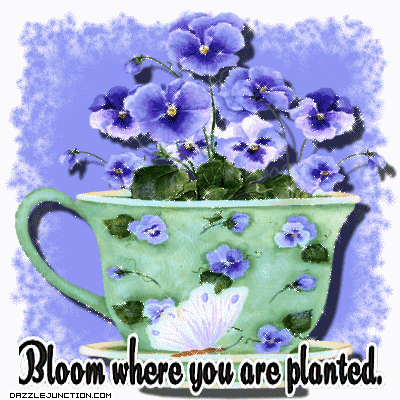 Bloom