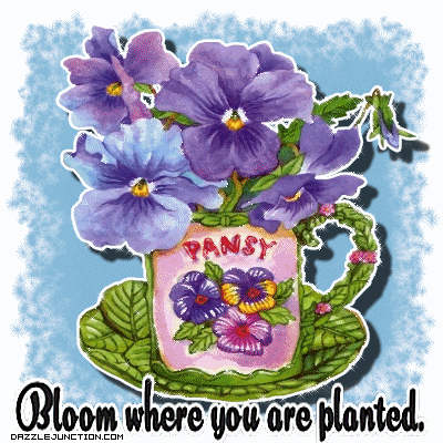 Pansy Flowers greeting image