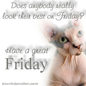 Hairless Cat Friday image
