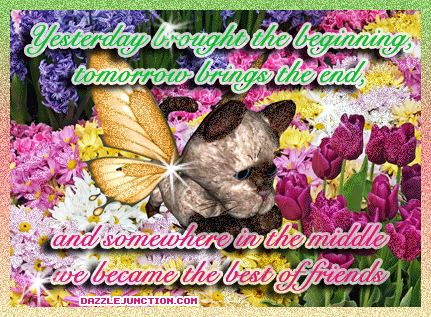 Cat Fairy Best