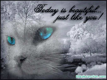 White Cat Blue Eyes Great Day greeting image