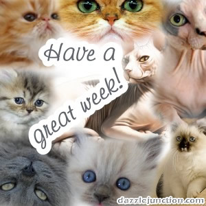 Cat Great Week Dj image