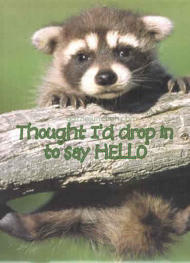 Racoon Drop in Hi Hello greeting image