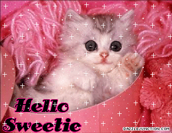 Kitten Hello Sweetie