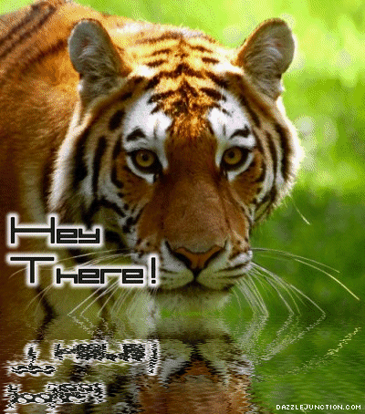 Hey There Tiger Hello greeting image