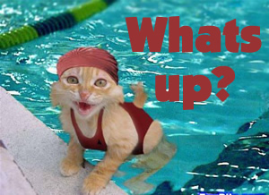 Cat Whats Upp Misc Picture greeting image