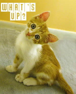 Whats Up Kitty Misc Picture greeting image