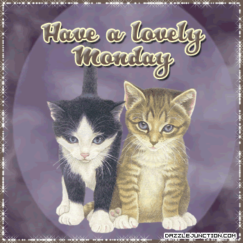 Cat Lovely Monday