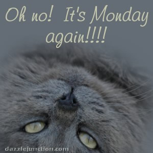 Cat Oh No Monday