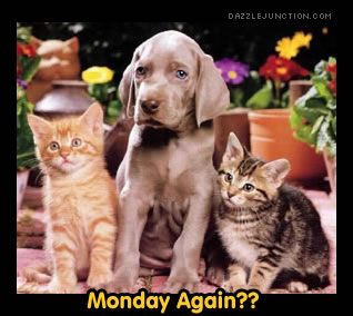 Monday Again Cats Dog image