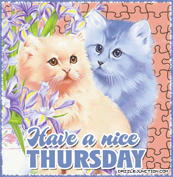 Cat Nice Thursday