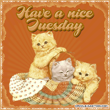 3 Cats Nice Tuesday