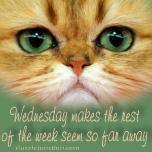 Cat Wed Dj Wednesday greeting image