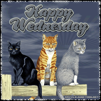 Cats Wednesday